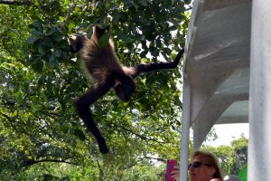Spider monkey to Lamanai, Belize