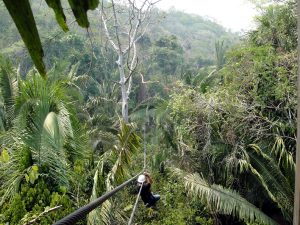 Zip line in the Belize jungle canopy