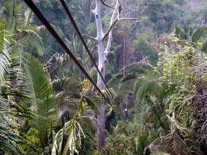 Belize rain forest zip line