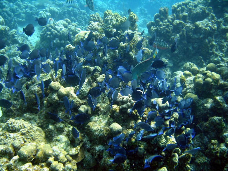 Goff's Caye Snorkeling
